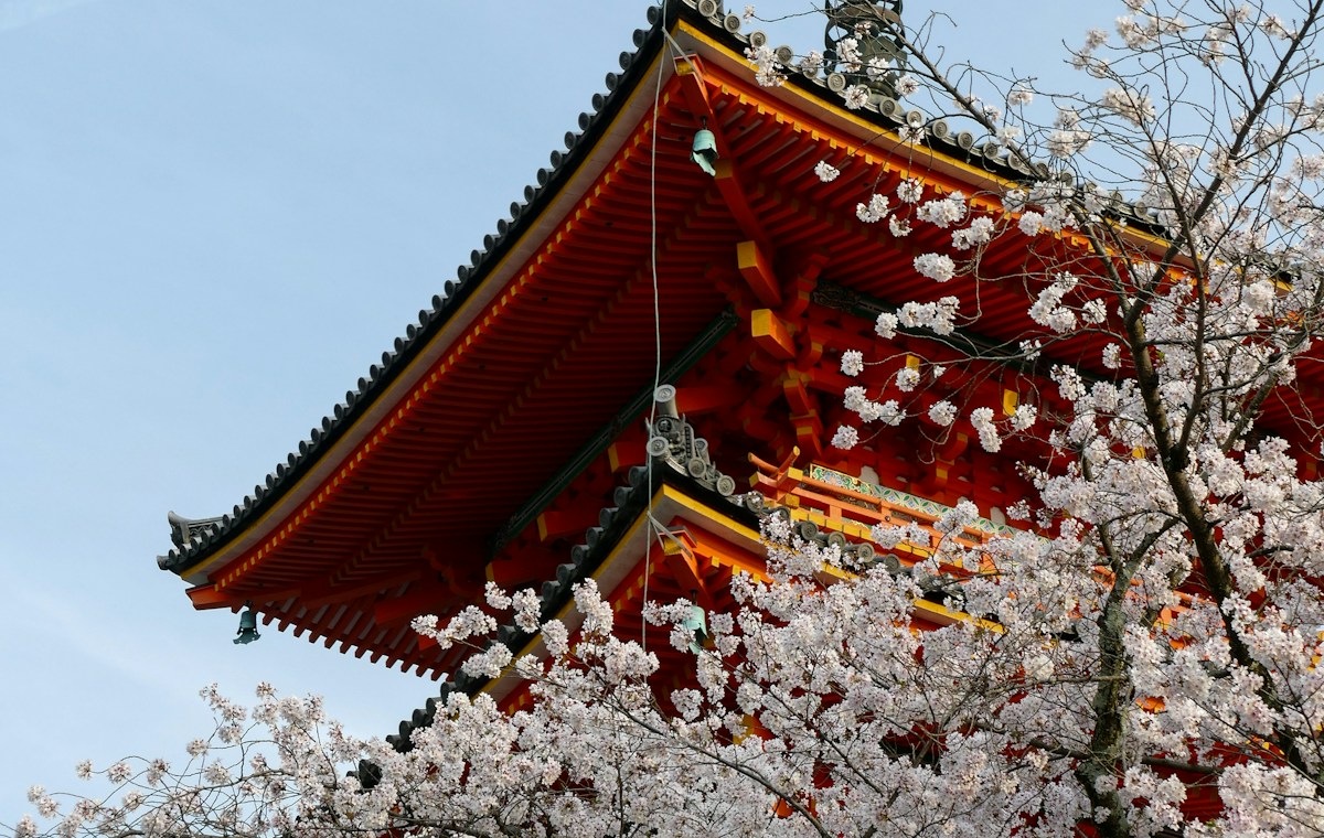 Cherry blossoms beside traditional architecture in Kyoto